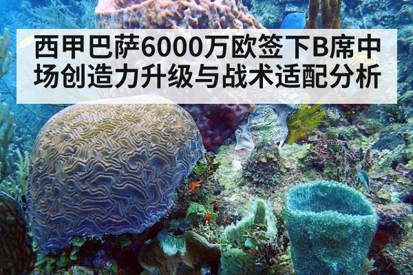 西甲巴萨6000万欧签下B席中场创造力升级与战术适配分析